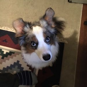 Meet your Posher, Will